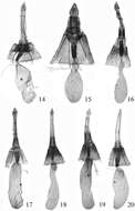 Image of Endotricha dentiprocessa Li