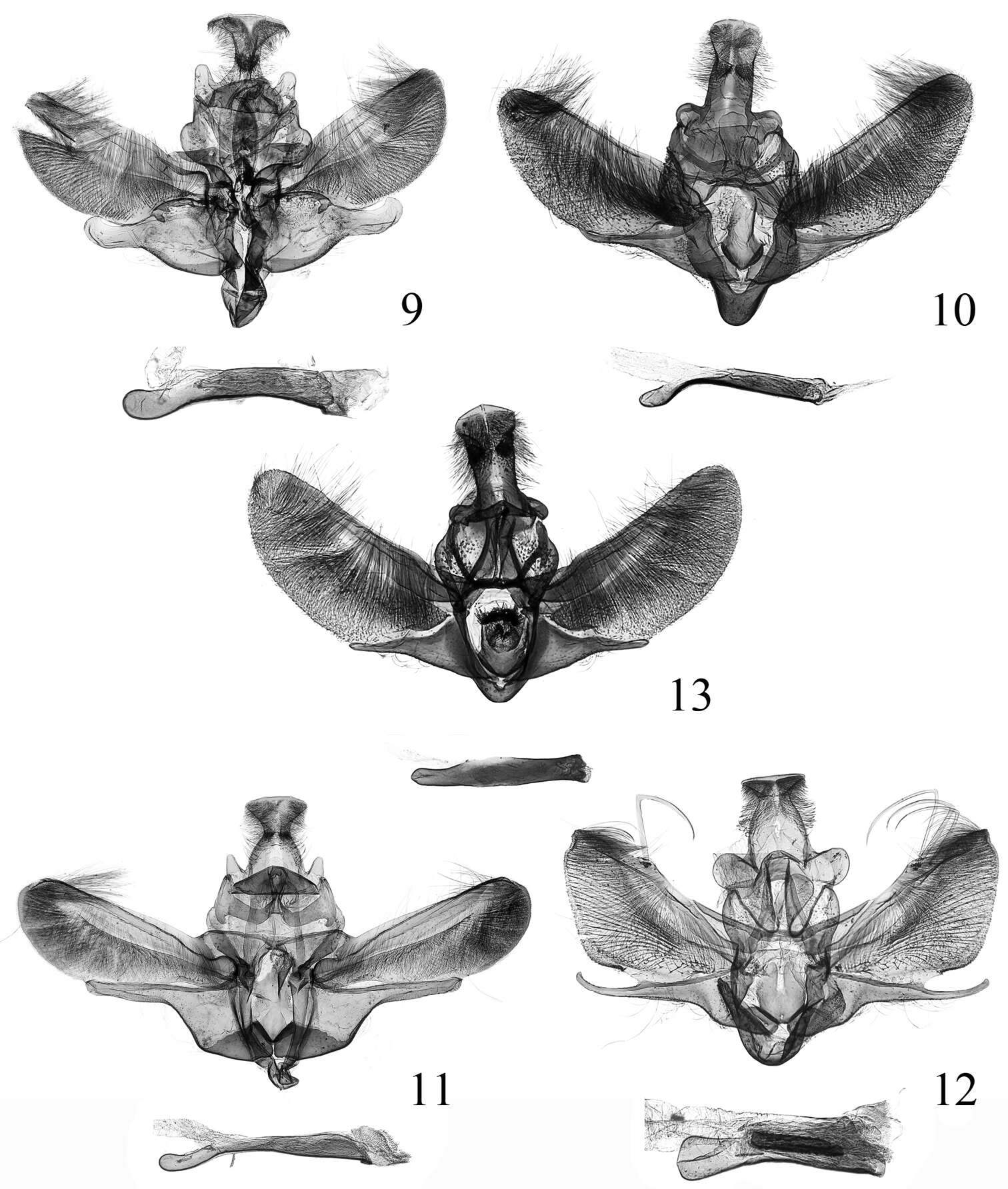 Image of Endotricha shafferi Li