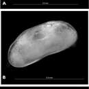 Imagem de <i>Austromesocypris bluffensis</i> Martens, De Deckker & Rossetti 2004