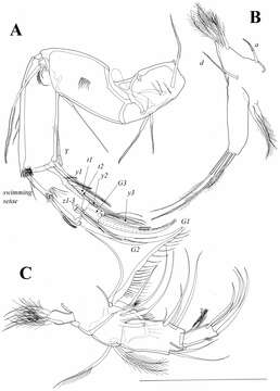 Imagem de Austromesocypris Martens, De Deckker & Rossetti 2004