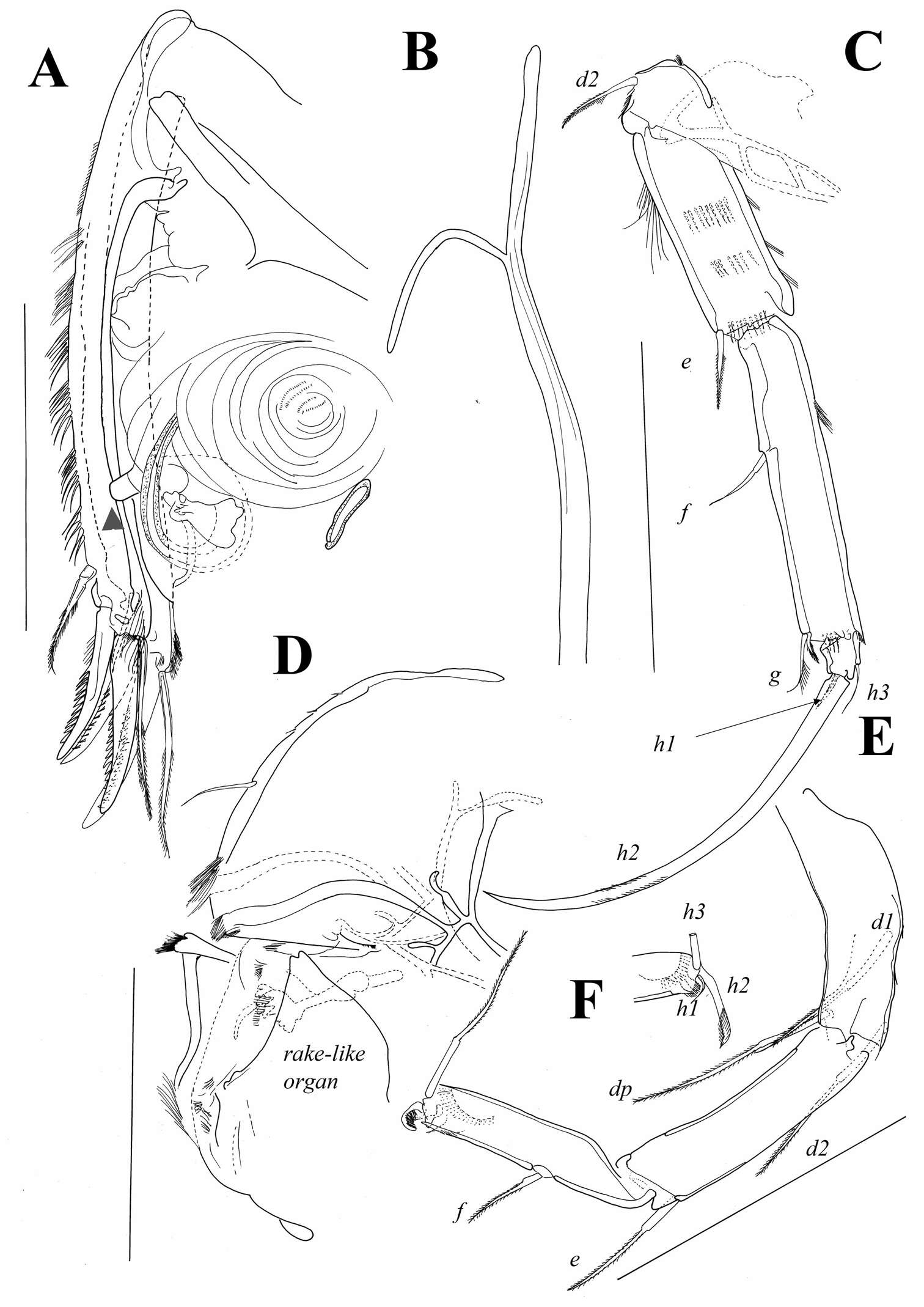 Image de Oligostraca