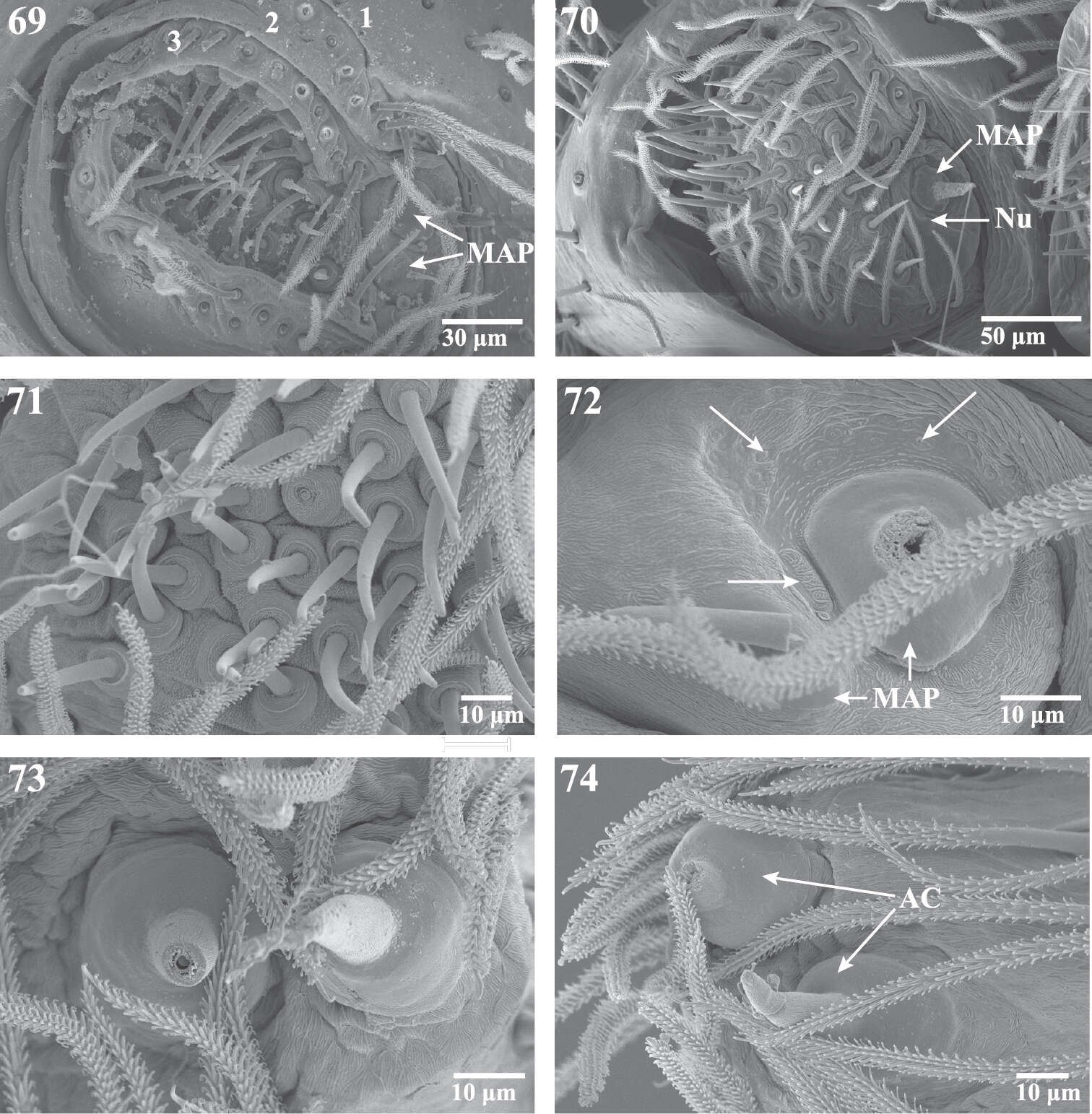 Plancia ëd Trogloraptoridae