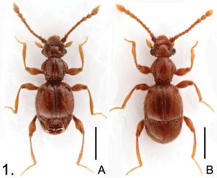 Image of Batricavus hainanensis Yin, Zi-Wei & Li-Zhen Li 2012