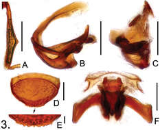 Image of Batricavus hainanensis Yin, Zi-Wei & Li-Zhen Li 2012