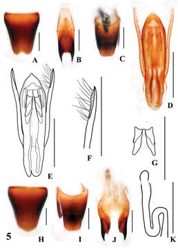 Image of Stenus huapingensis Tang, Liang, Li-Zhen Li & Jun-Wang Wang