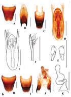 Image of Stenus zhujianqingi Tang, Liang, Li-Zhen Li & Jun-Wang Wang