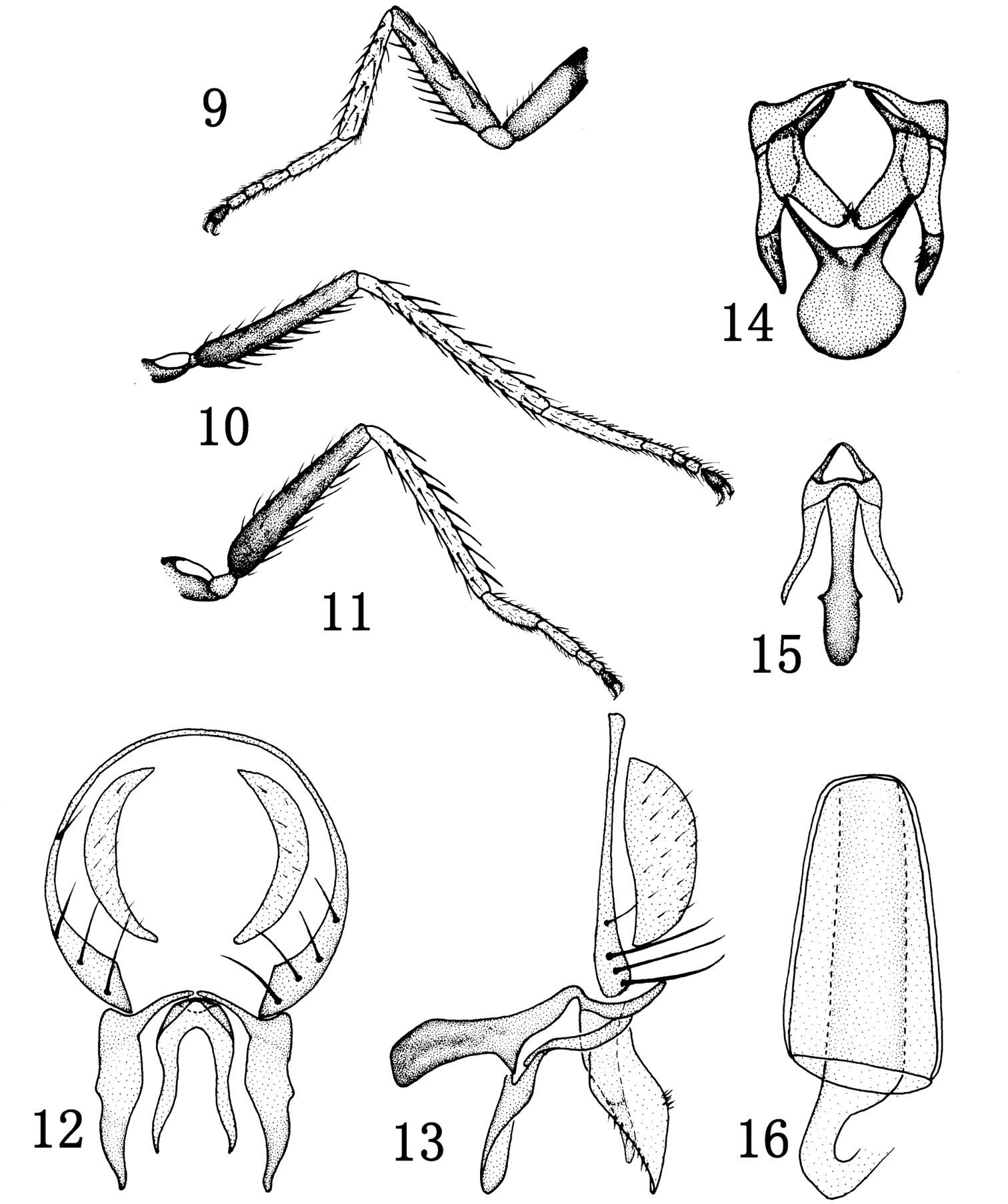 Image of Rhynchopsilopa huangkengensis Zhang, Yang & Mathis 2012