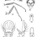 Image of Rhynchopsilopa jinxiuensis Zhang, Yang & Mathis 2012