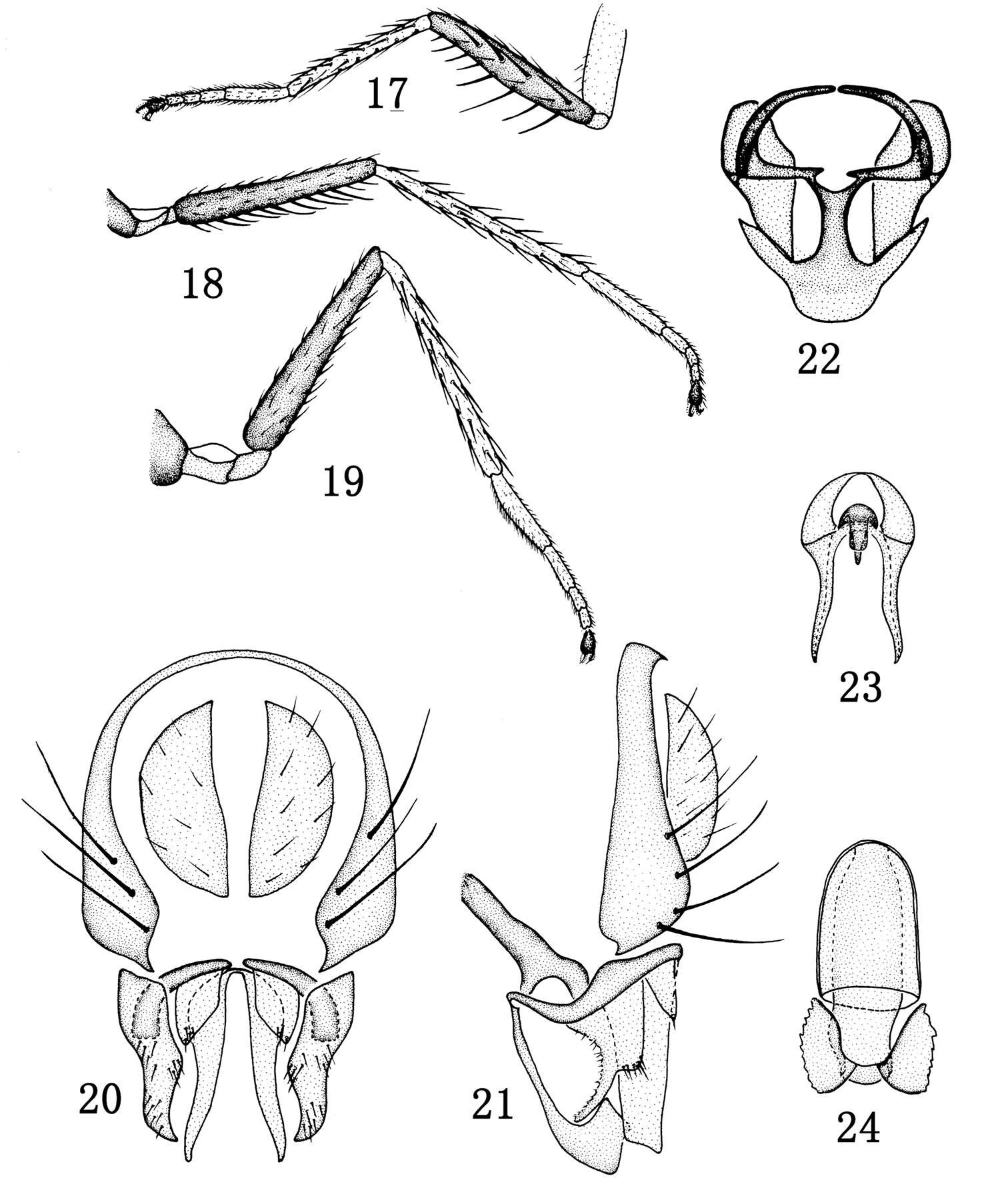 Image of Rhynchopsilopa jinxiuensis Zhang, Yang & Mathis 2012