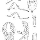 Image of Rhynchopsilopa shixingensis Zhang, Yang & Mathis 2012