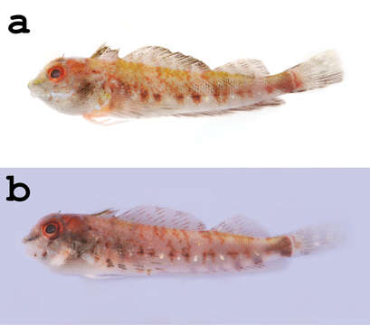 Слика од Helcogramma williamsi Chiang & Chen 2012