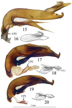 Image of Trechus