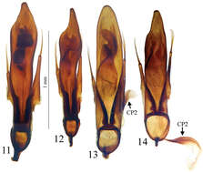 Image of Trechus (Trechus) bruckoides Faille