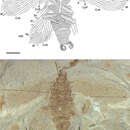 Image of Parvifuzia peregrina Wei, Liang & Ren