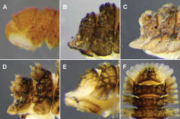 Image of Flat-backed Millipedes