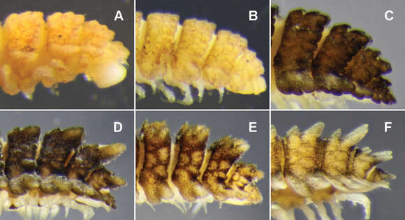 Image of Notopyrgodesmus lanosus Mesibov 2012