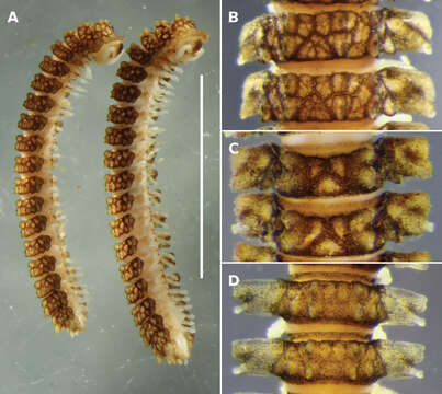 Image of Notopyrgodesmus lanosus Mesibov 2012