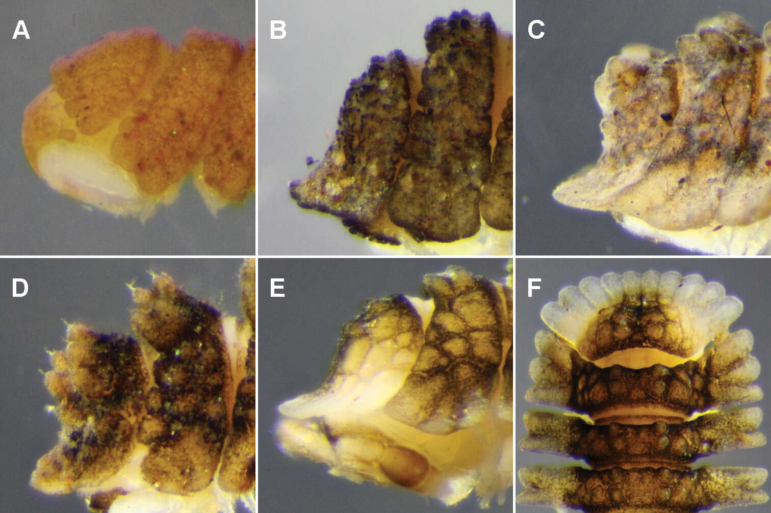 Image of Notopyrgodesmus weiri Mesibov 2012