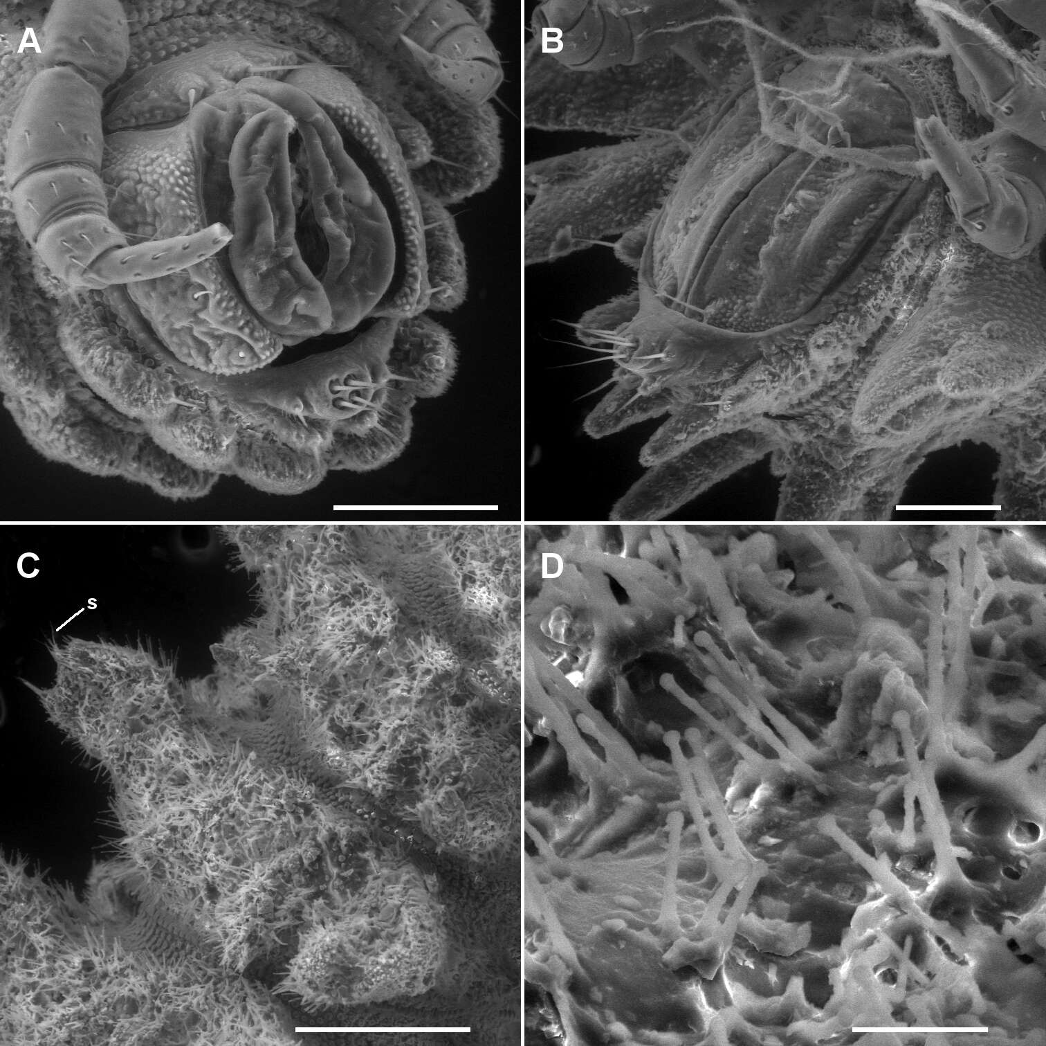 Image of Asticopyrgodesmus