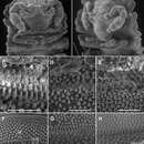 Image of Asticopyrgodesmus lamingtonensis Mesibov 2012