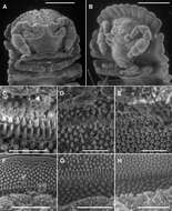 Image of Asticopyrgodesmus lamingtonensis Mesibov 2012