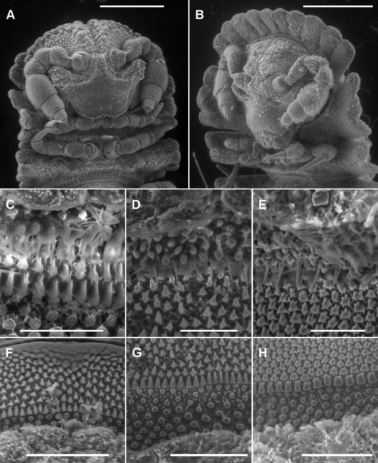 Image of Asticopyrgodesmus lamingtonensis Mesibov 2012