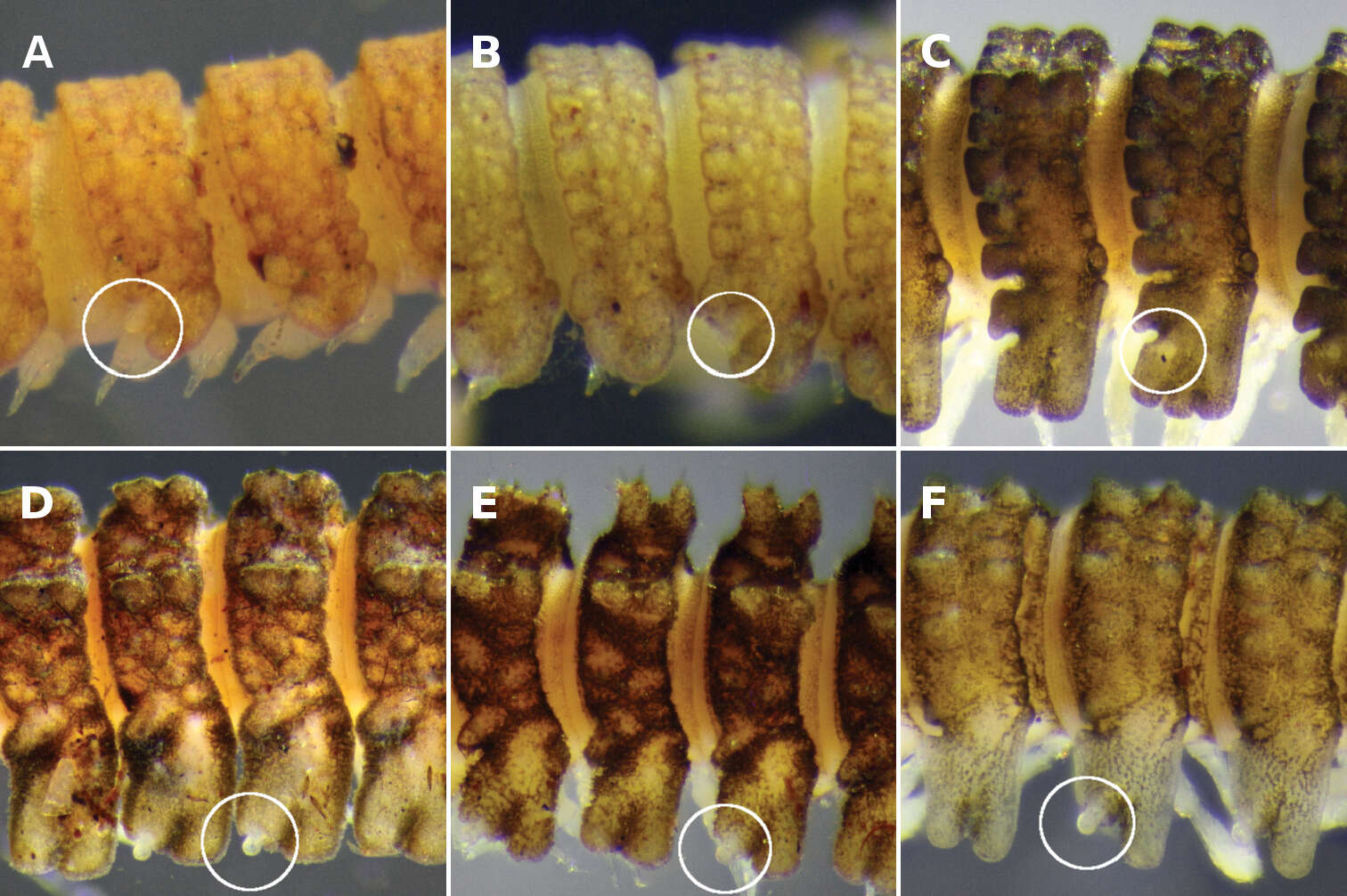 Image of Asticopyrgodesmus lamingtonensis Mesibov 2012