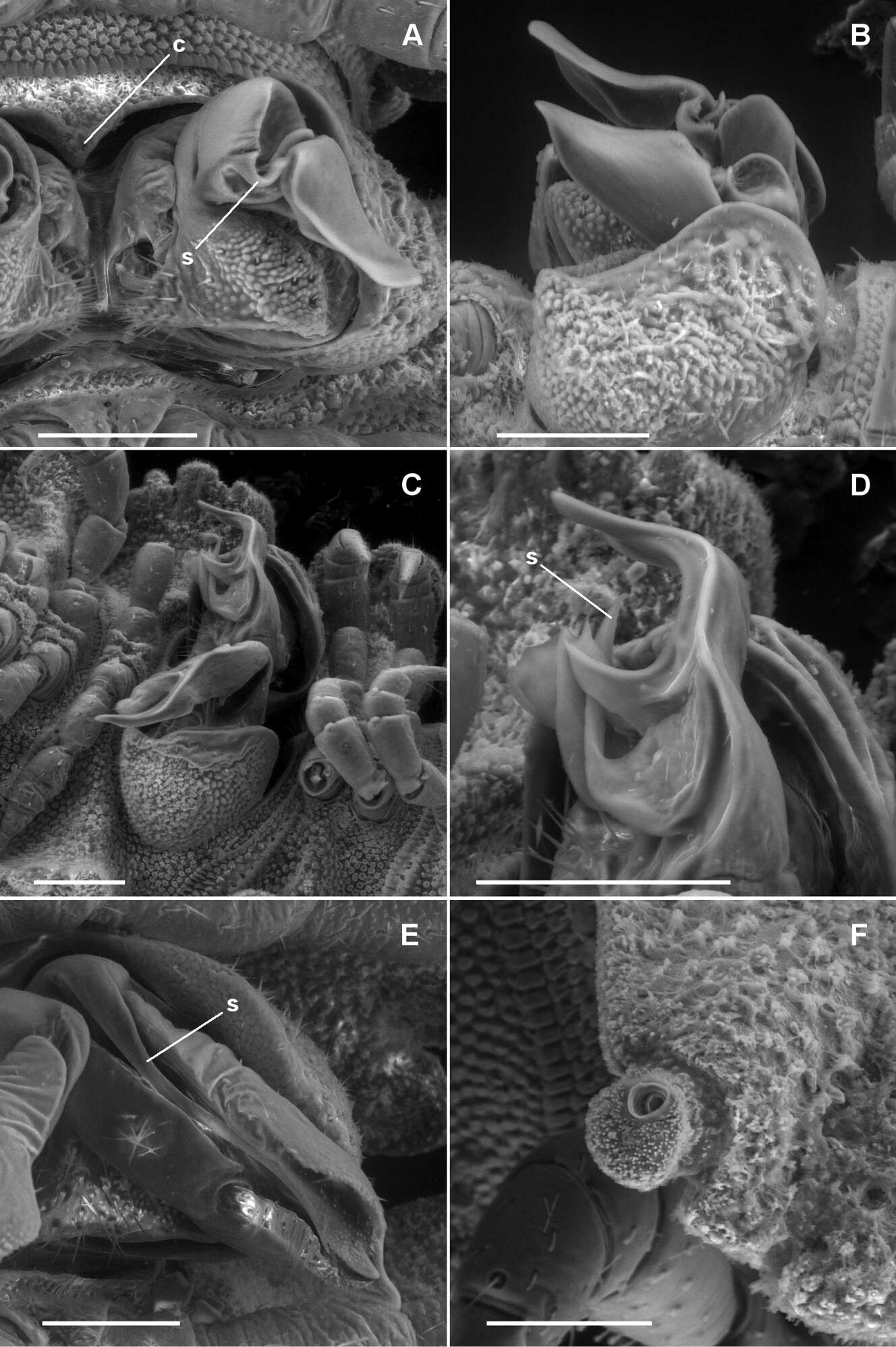 Image of Asticopyrgodesmus lamingtonensis Mesibov 2012