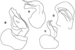 Image of Asticopyrgodesmus lamingtonensis Mesibov 2012