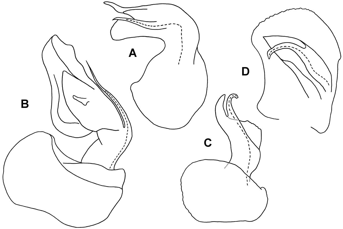 Image of Asticopyrgodesmus lamingtonensis Mesibov 2012