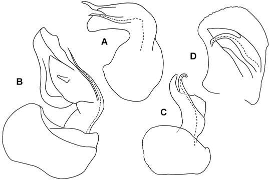 Image of Nephopyrgodesmus