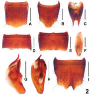 Image of Lathrobium daicongchaoi Peng, Zhong & Li-Zhen Li 2012