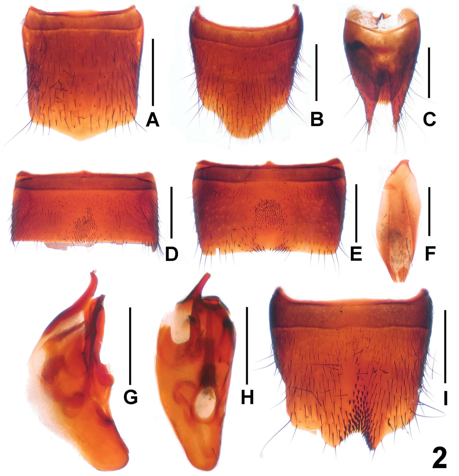 Image of Lathrobium daicongchaoi Peng, Zhong & Li-Zhen Li 2012