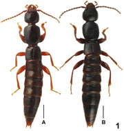 Image of Lathrobium fujianens Peng & Li