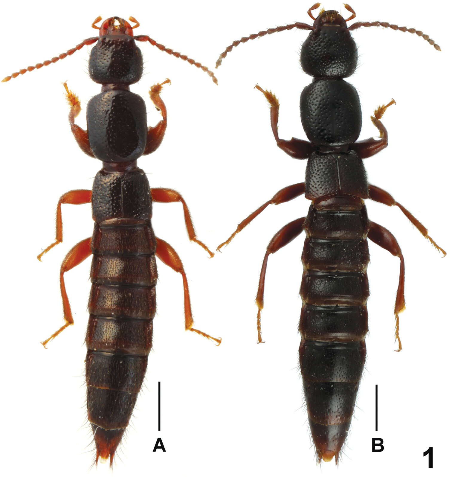 Image of Lathrobium fujianens Peng & Li