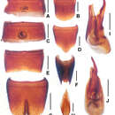 Image of Lathrobium fujianens Peng & Li