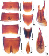 Image of Lathrobium fujianens Peng & Li