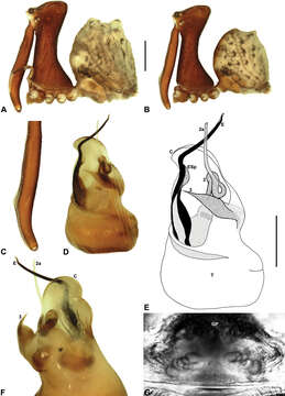 Image of Austrarchaea hoskini Rix & Harvey 2012