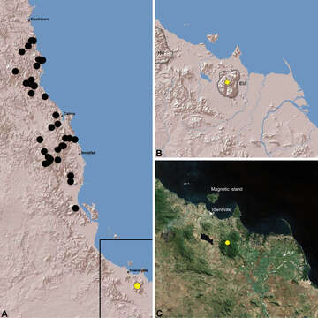 Image of Austrarchaea hoskini Rix & Harvey 2012