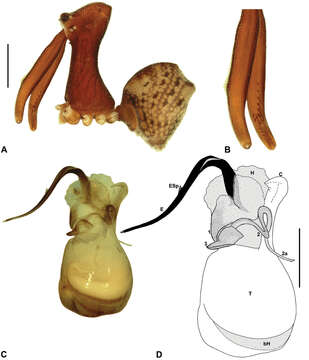 Image of Austrarchaea wallacei Rix & Harvey 2012