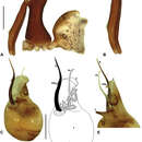 Image of Austrarchaea karenae Rix & Harvey 2012
