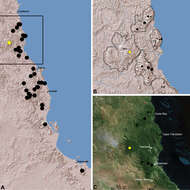 Image of Austrarchaea karenae Rix & Harvey 2012