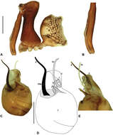 Image of Austrarchaea thompsoni Rix & Harvey 2012