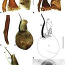 Image of Austrarchaea tealei Rix & Harvey 2012