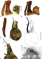 Image of Austrarchaea tealei Rix & Harvey 2012