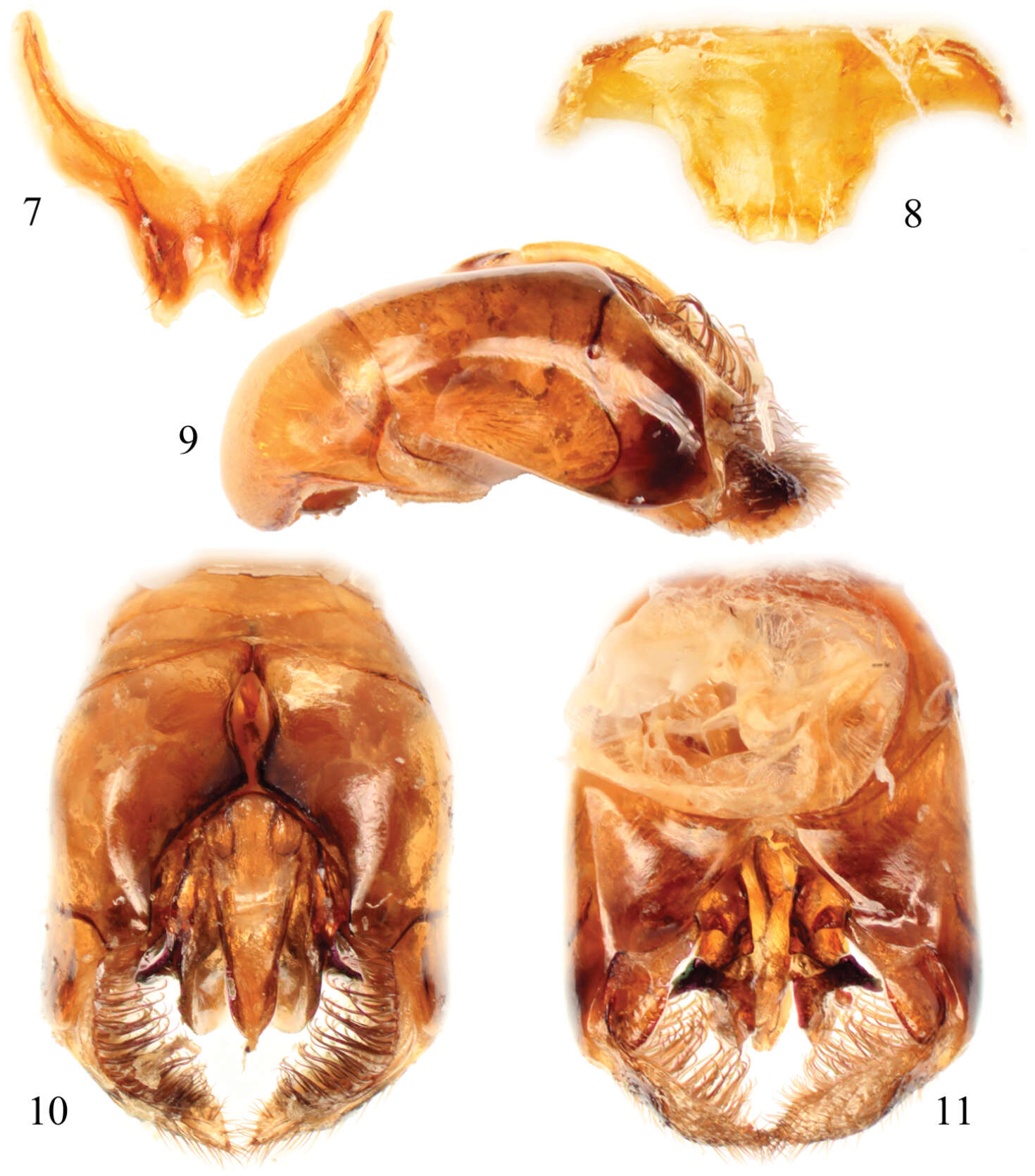 Image of Thyreus denolii Straka & Engel 2012