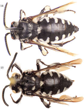 Image of Cloak-and-Dagger Bees