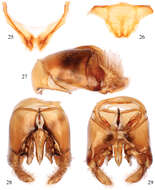 Image of Thyreus schwarzi Straka & Engel 2012