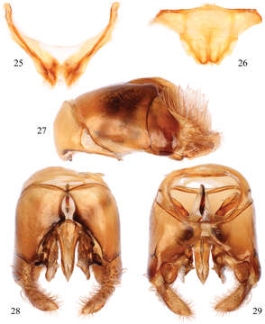 Image of Thyreus schwarzi Straka & Engel 2012