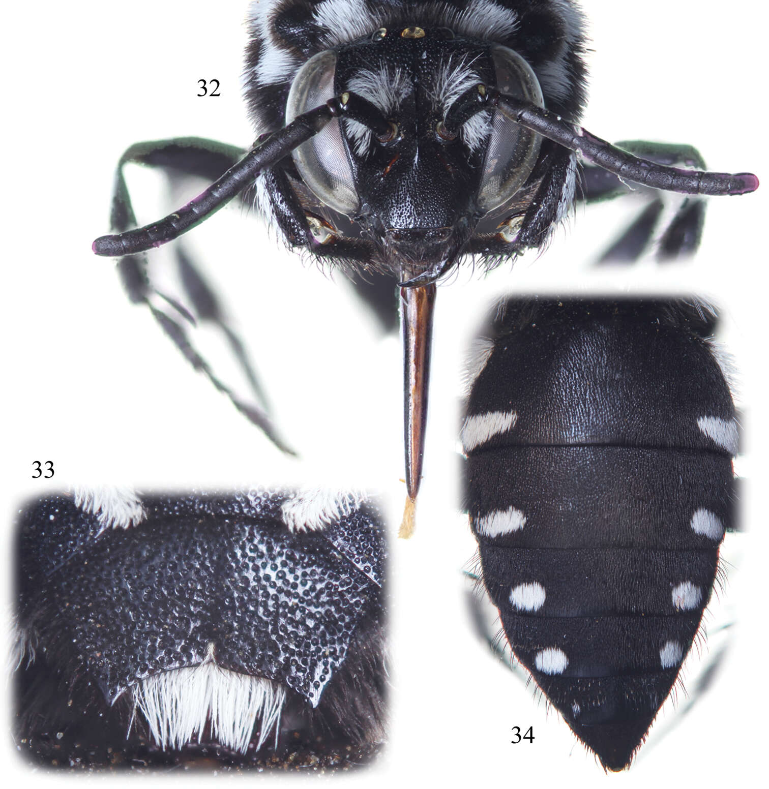 Image of Thyreus aistleitneri Straka & Engel 2012